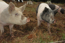 Three pigs standing in a field. One pig is a light pink and grey color, and the others have a pink body with dark grey heads and bottoms.